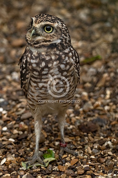 Burrowing Owl Standing Tall Alert