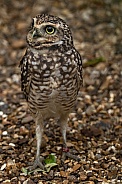 Burrowing Owl Standing Tall Alert