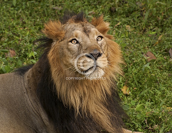 Asiatic Lion