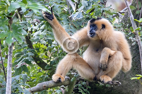 Yellow-cheeked gibbon (Nomascus gabriellae) Yellow-cheeked gibbon (Nomascus gabriellae)