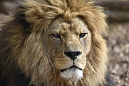 African Lion