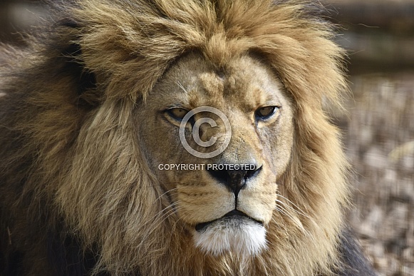 African Lion