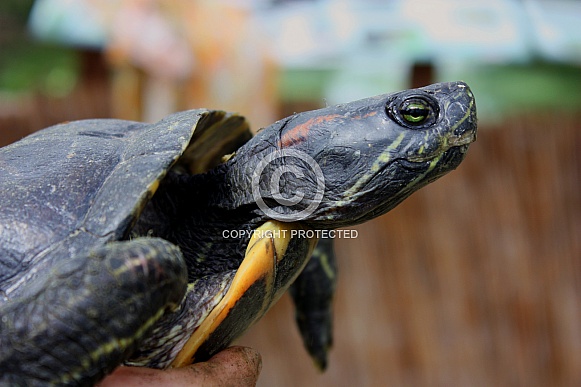 very old red-eared slider, portrait