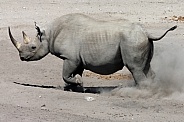 Black Rhinoceros (Ceratotherium simum)