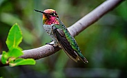 Hummingbird - Anna's with Nectar on Beak