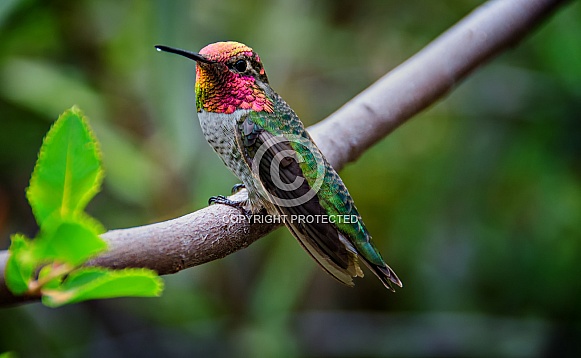 Hummingbird - Anna's with Nectar on Beak