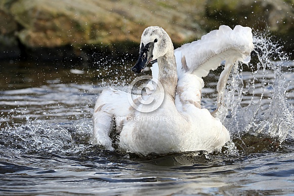 Trumpeter Swan (Cygnus buccinator)