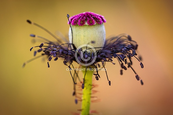 Common Poppy Seed Pod – Macro (Papaver rhoeas)