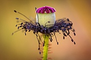 Common Poppy Seed Pod – Macro (Papaver rhoeas)