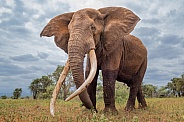 Elephant big tusker
