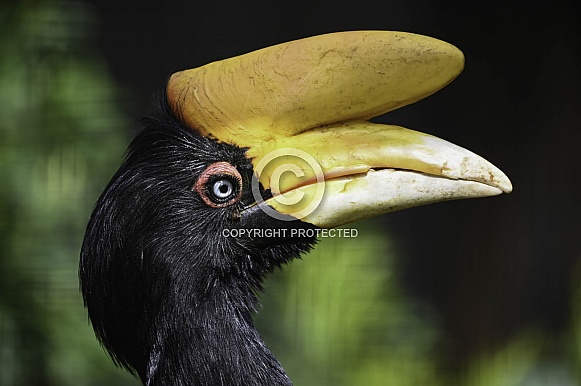 Common Hornbill