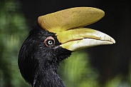 Common Hornbill