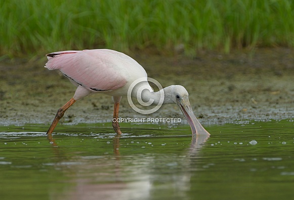 roseate spoonbill - Platalea ajaja - is a social wading bird of the ibis and spoonbill family, wading in water foraging for food to eat