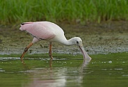 roseate spoonbill - Platalea ajaja - is a social wading bird of the ibis and spoonbill family, wading in water foraging for food to eat