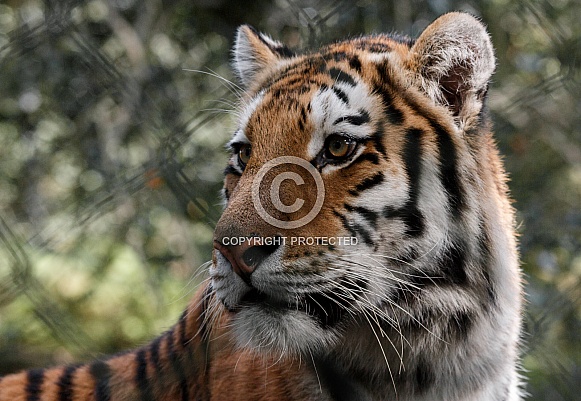 Amur Tiger Close up