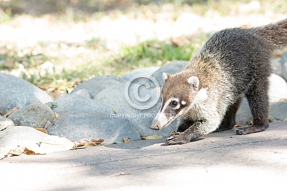 Coatimundi Coatimundi