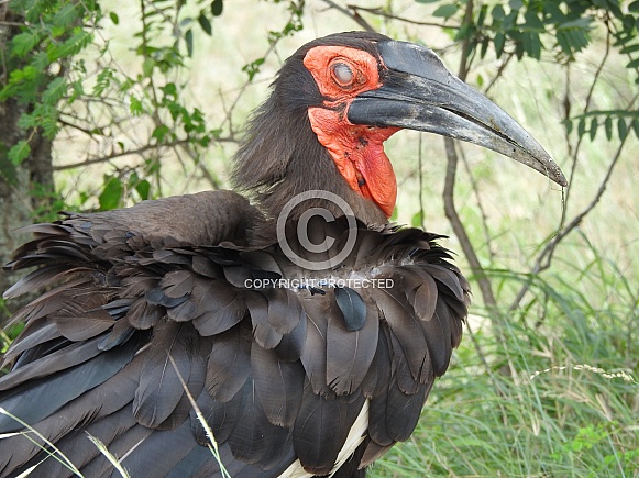 Southern Ground Hornbill