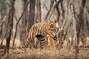 Beautiful tiger in the nature habitat. Tiger pose in amazing light. Wildlife scene with wild animal. Indian wildlife. Indian tiger. Panthera tigris tigris.