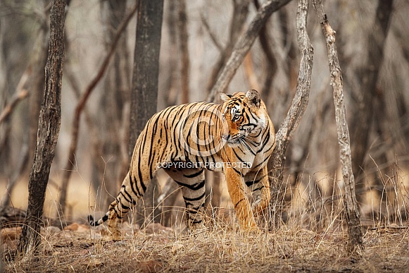 Beautiful tiger in the nature habitat. Tiger pose in amazing light. Wildlife scene with wild animal. Indian wildlife. Indian tiger. Panthera tigris tigris.