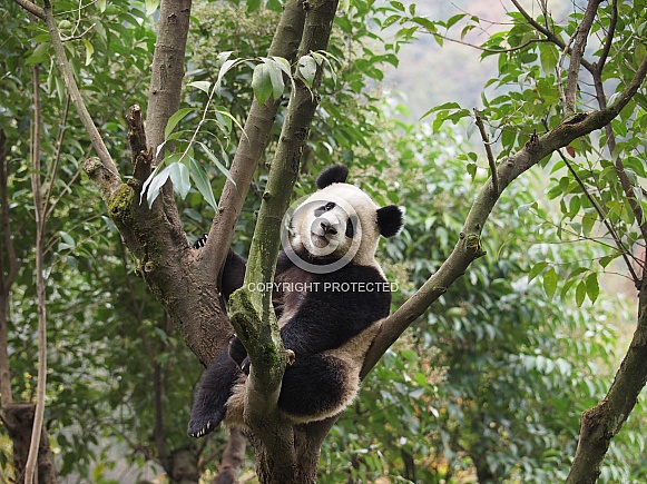 Giant Panda