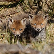 Red fox cubs in there natural habitat