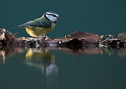 Reflected Blue Tit 2