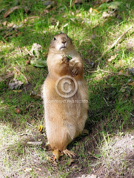 Black-tailed prairie dog Black-tailed prairie dog