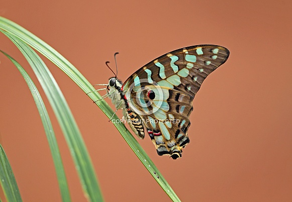 Common Swordtail Common Swordtail