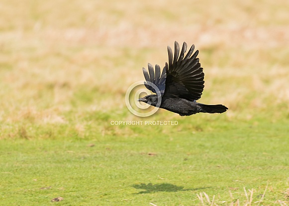 Carrion Crow in Flight