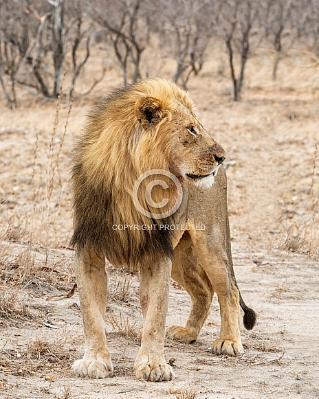 Male Lion