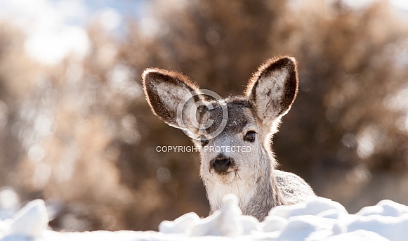 Wild young deer in the winter in Yellowstone National Park