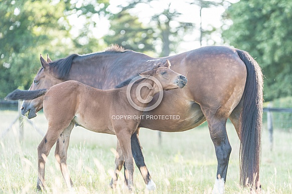 Bay Mare and filly Foal