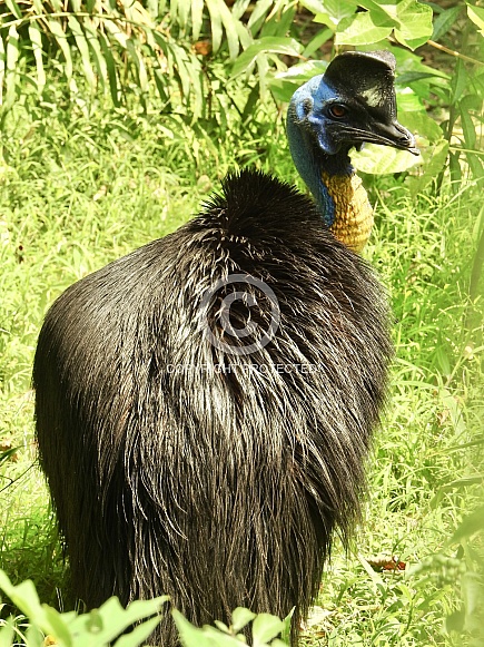 Cassowary