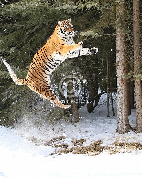 Siberian Tiger in deep snow
