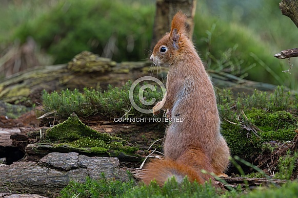 Red Squirrel in a forest