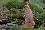 Red Squirrel in a forest