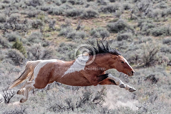 Wild Horse—Steens Mountains Oregon