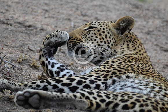 Leopard