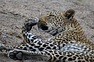 Leopard