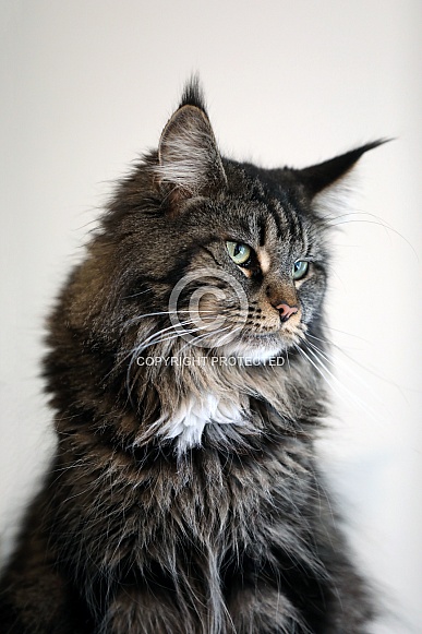 Maine Coon (Felis catus)