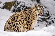 Snow leopard sitting in the snow