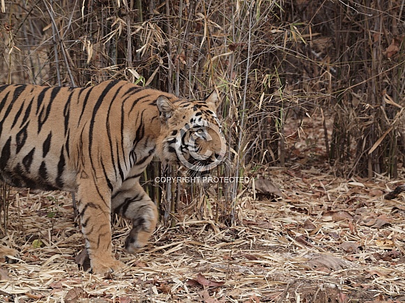 Bengal Tiger