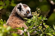Young Ring Tailed Lemur In Tree