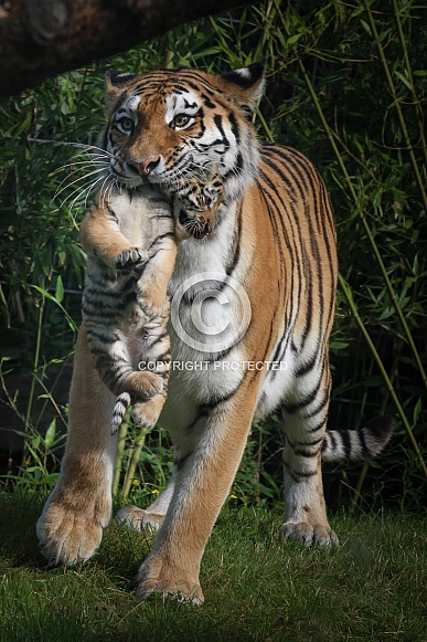 Siberian tiger mum carrying cub