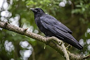 Carrion crow (Corvus corone)