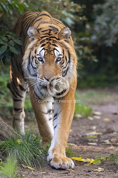 Siberian/Amur Tiger