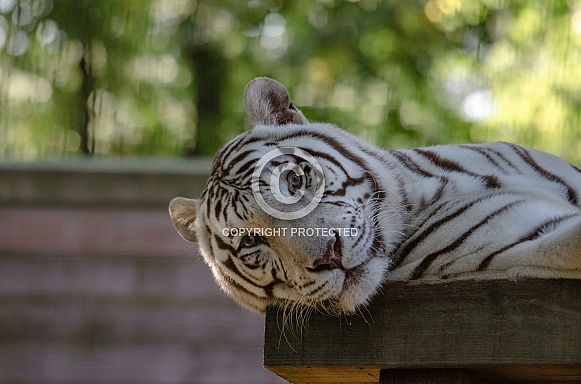 white Tiger white Tiger