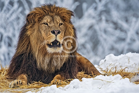 White lion in snow White lion in snow