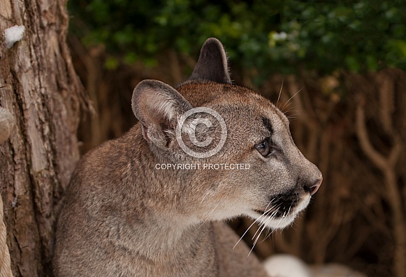 Mountains Lion Mountains Lion