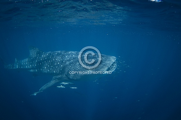 Whale Shark Whale Shark